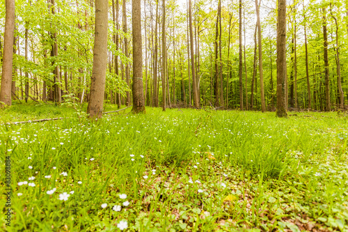Wald im Frühling