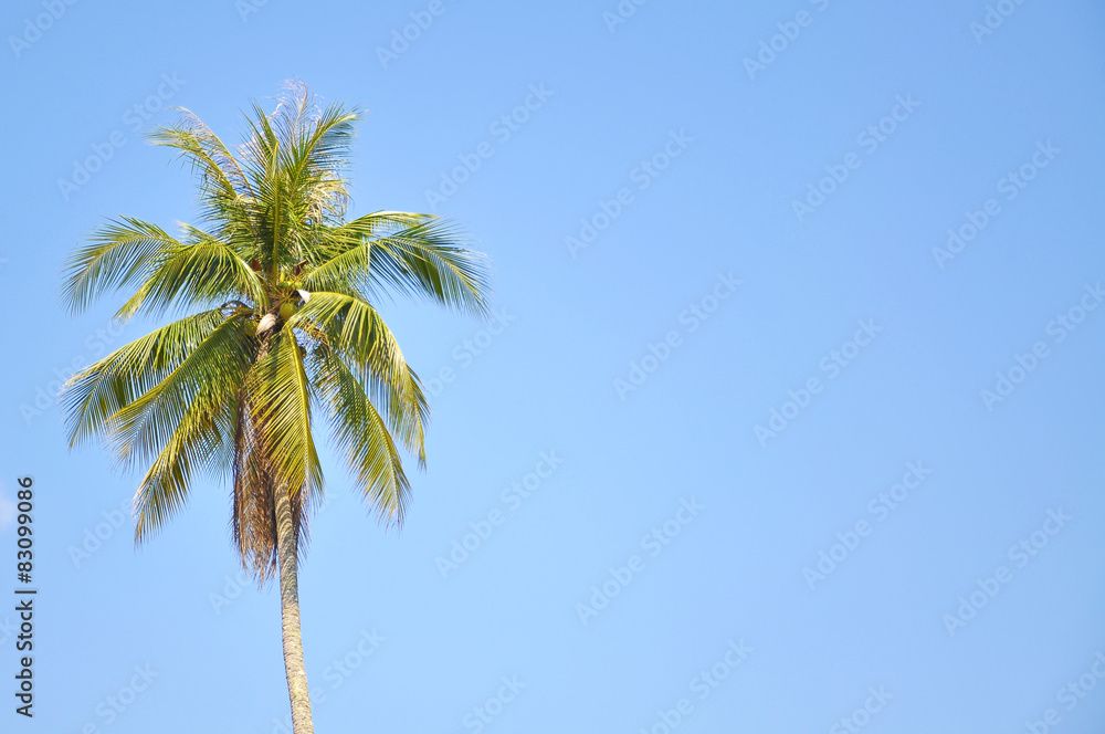 Coconut Tree Under Blue Sky  With Copy Space Area