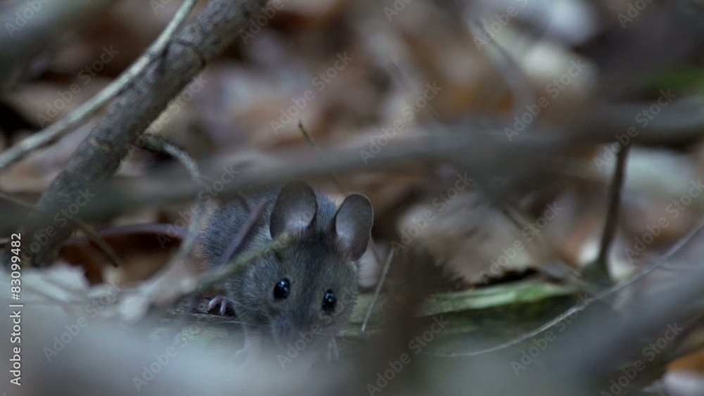Maus im Wald Maus im Wald