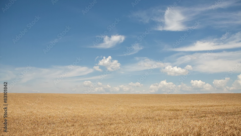 Field of barley and sunny day Field of barley and sunny day