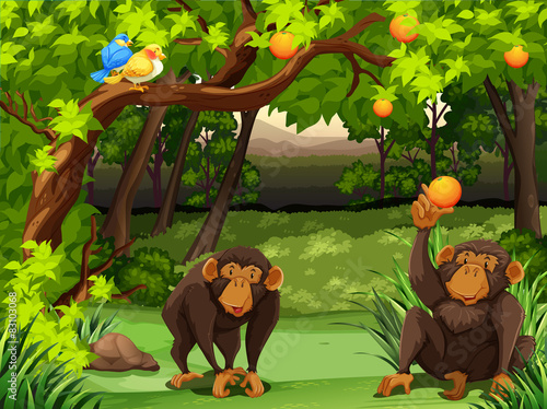 Monkey