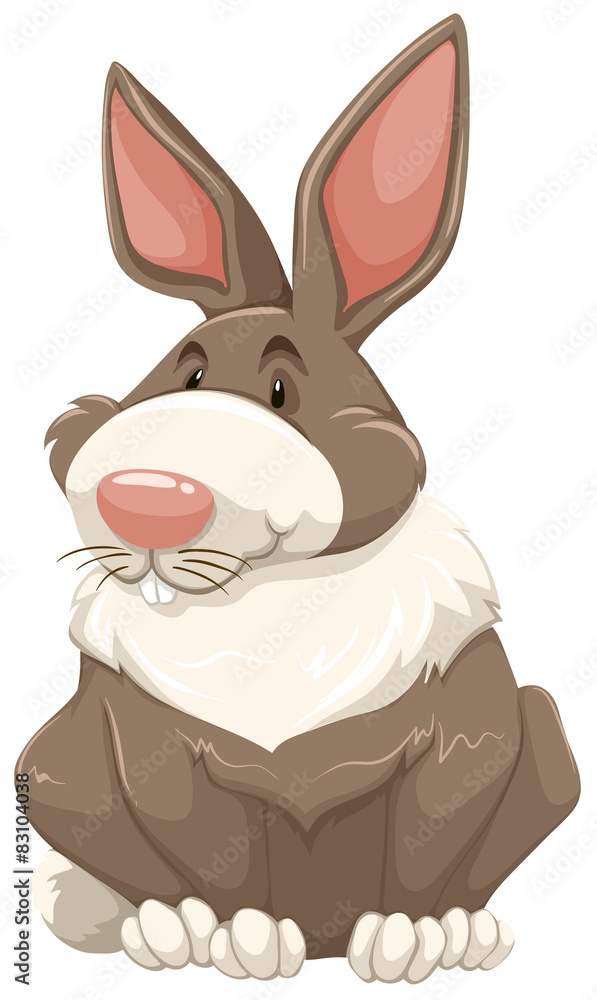 Obraz premium Rabbit