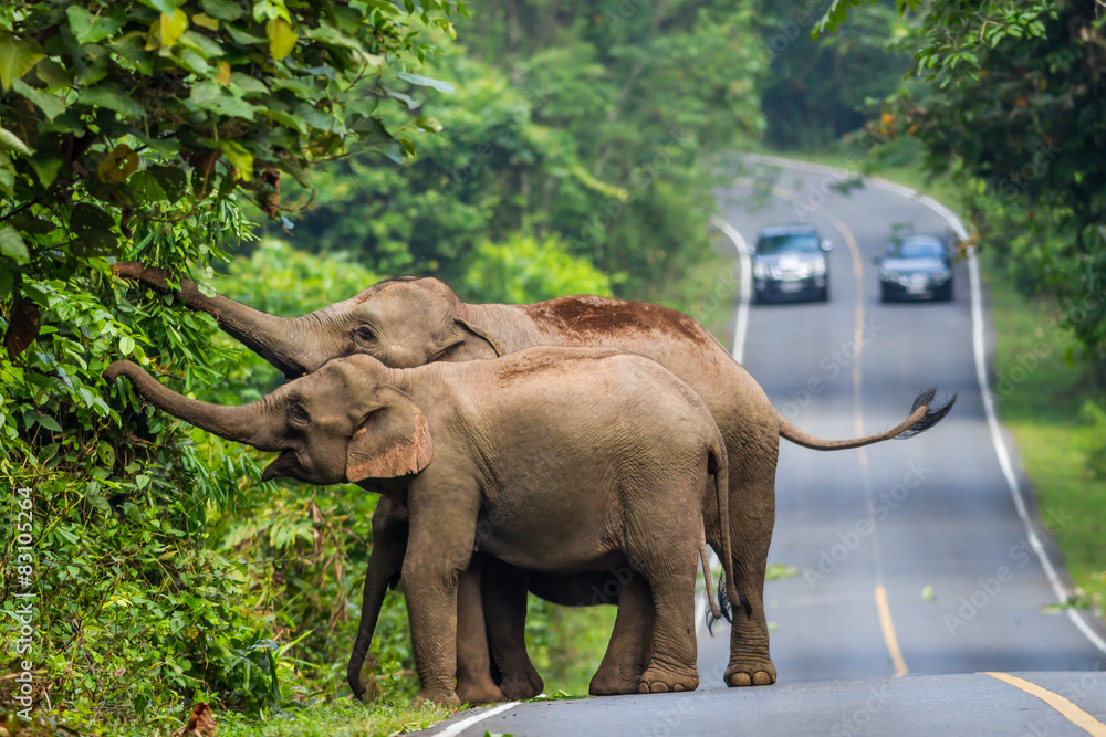 Naklejka premium Wild elephant in Khaoyai National Park,Thailand