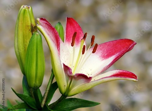  Lily flower close-up in spring season