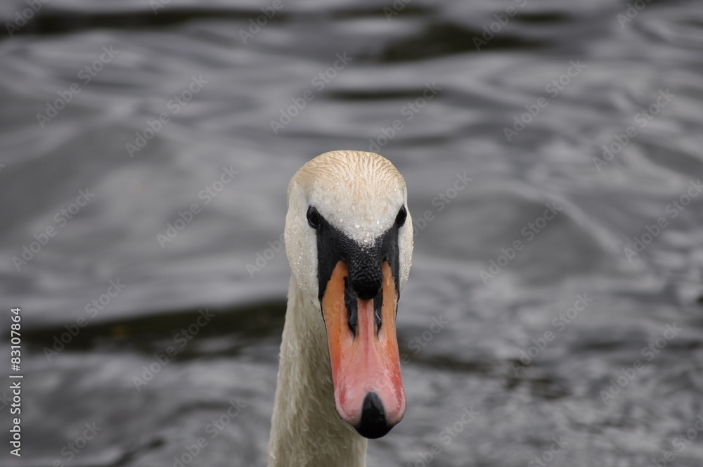 Fototapeta premium Kopf eines Hoeckerschwans (Cygnus olor), in die Kamera schauend
