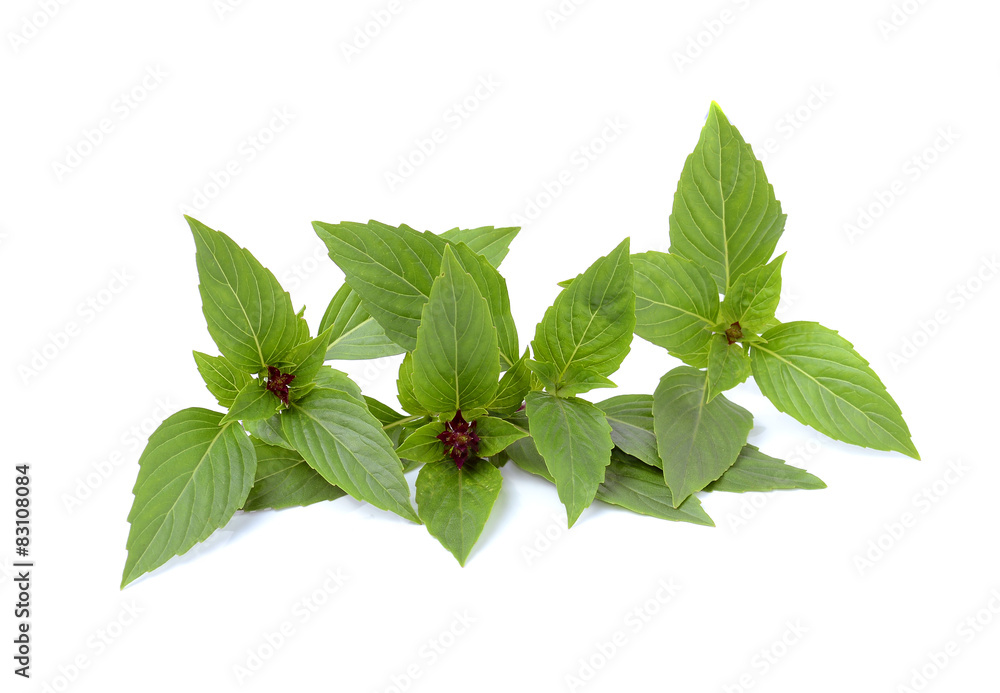 Leaves of basil isolated on white background Leaves of basil isolated on white background