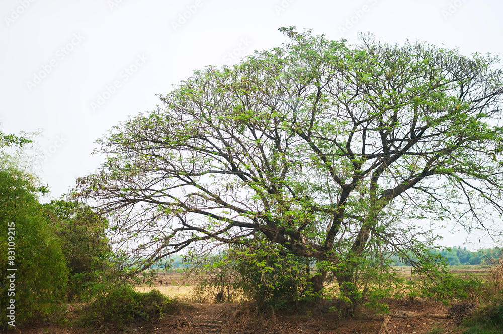 Big tree in nature place with sun light Big tree in nature place with sun light