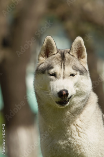 Portrait in the urban environment. Portrait of Siberian Husky