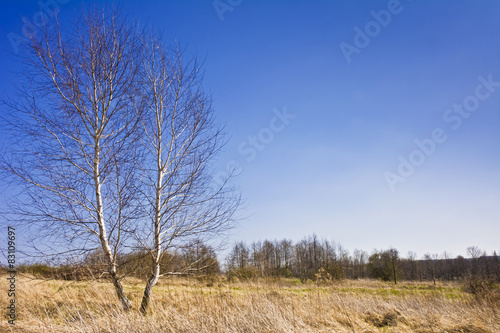 Krajobraz z drzewami na tle pogodnego błękitnego nieba