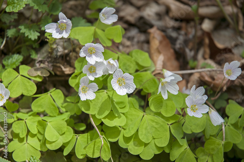 Spring nature