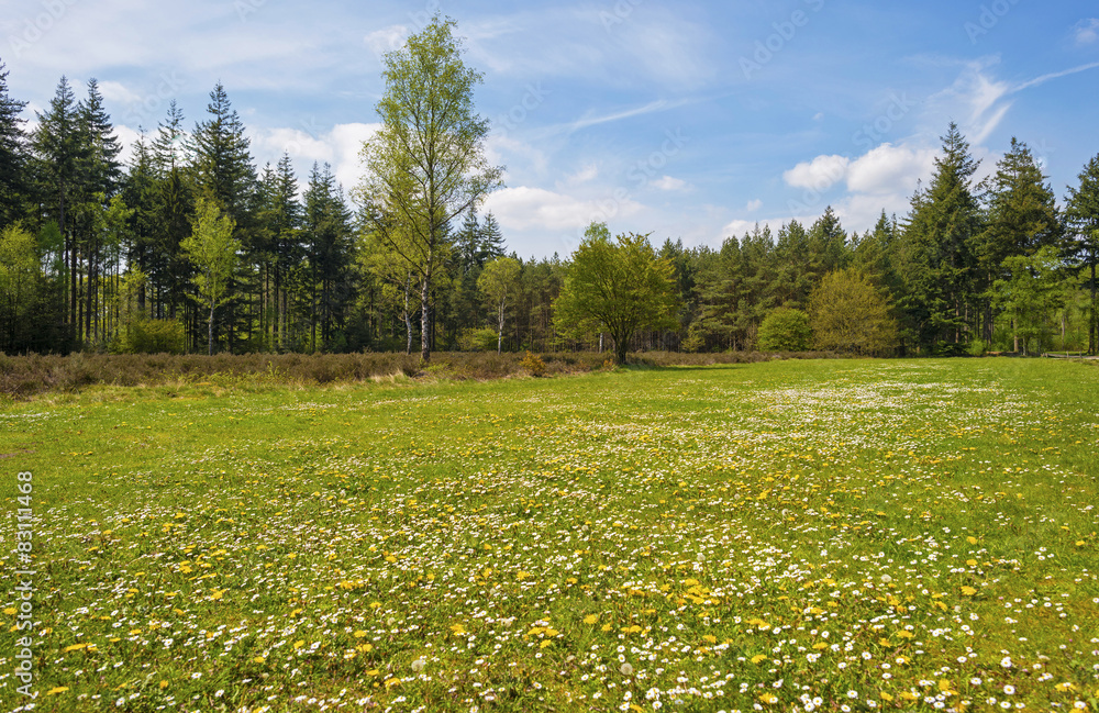 Fototapeta premium Clearing with flowers in a pine forest in spring