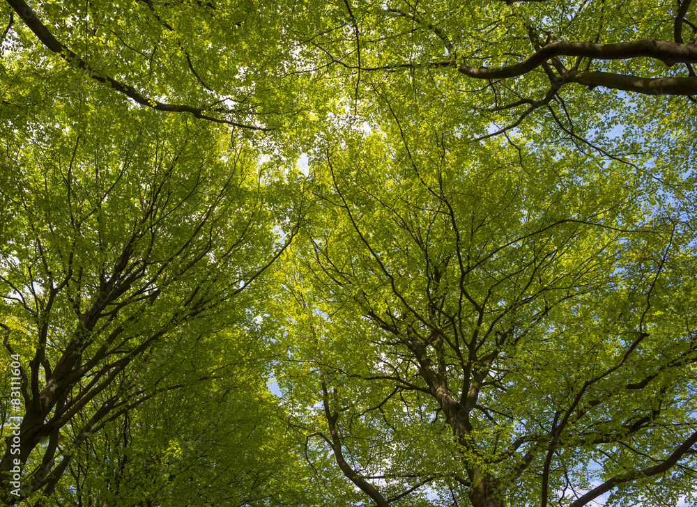 Sunny foliage of a beech forest in spring Sunny foliage of a beech forest in spring