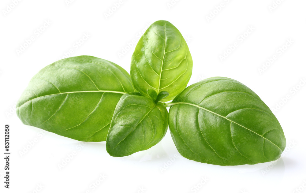 Basil leaves in closeup Basil leaves in closeup