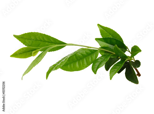 Fresh Green tea leaves on white/with clipping path