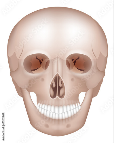 Human skull detailed anatomy frontal view, isolated on white