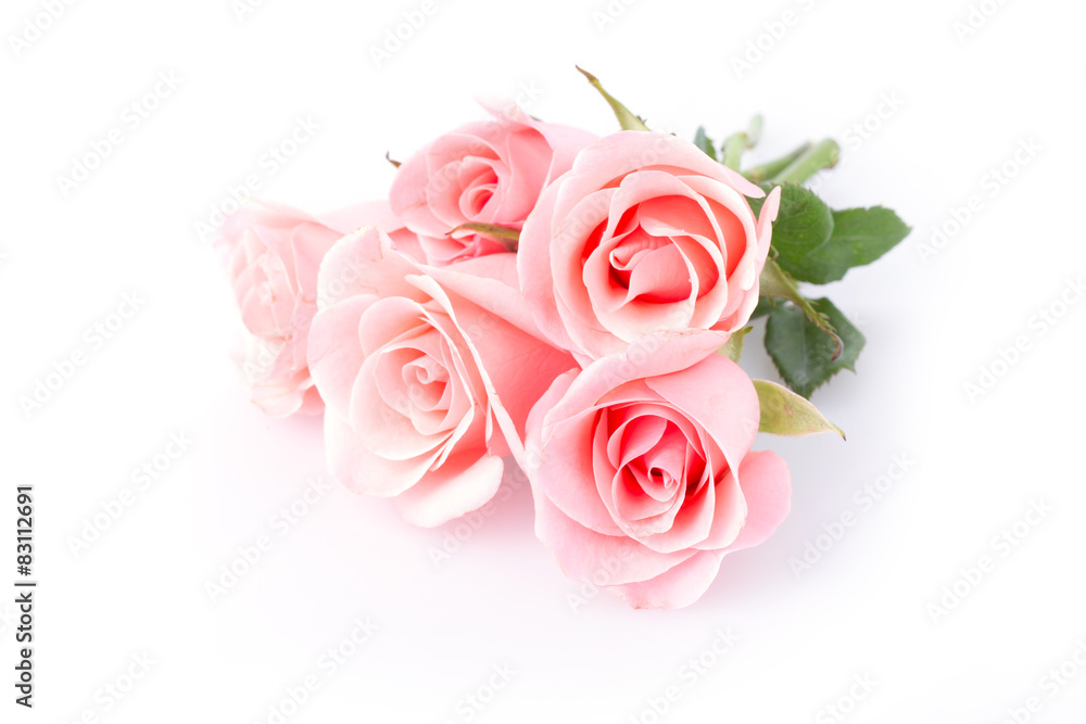 Fototapeta premium pink rose flower on white background