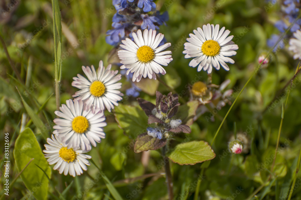 Spring nature