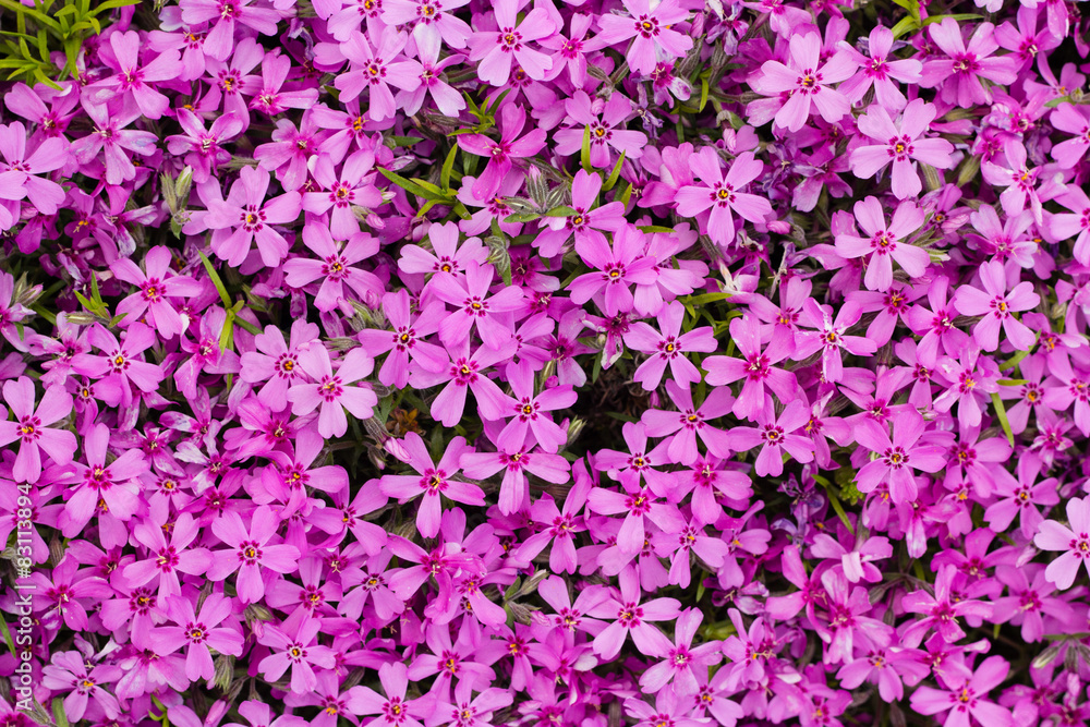 colorful flower in green grass in summer garden colorful flower in green grass in summer garden