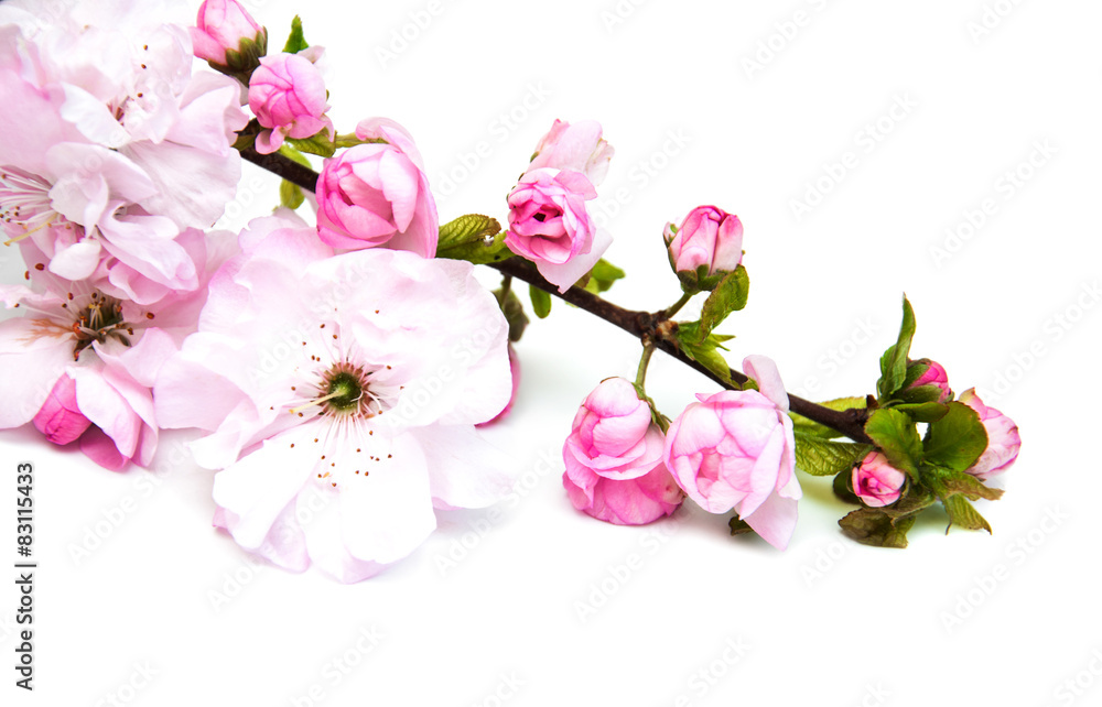 Sakura blossom on a white background