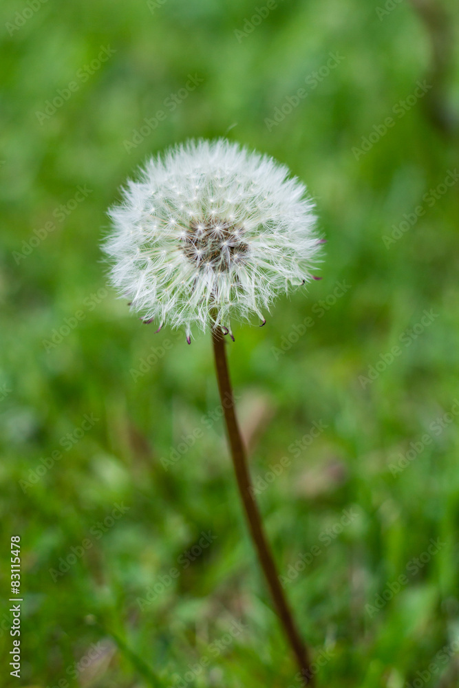white dandelions flowers in green grass in summer garden white dandelions flowers in green grass in summer garden
