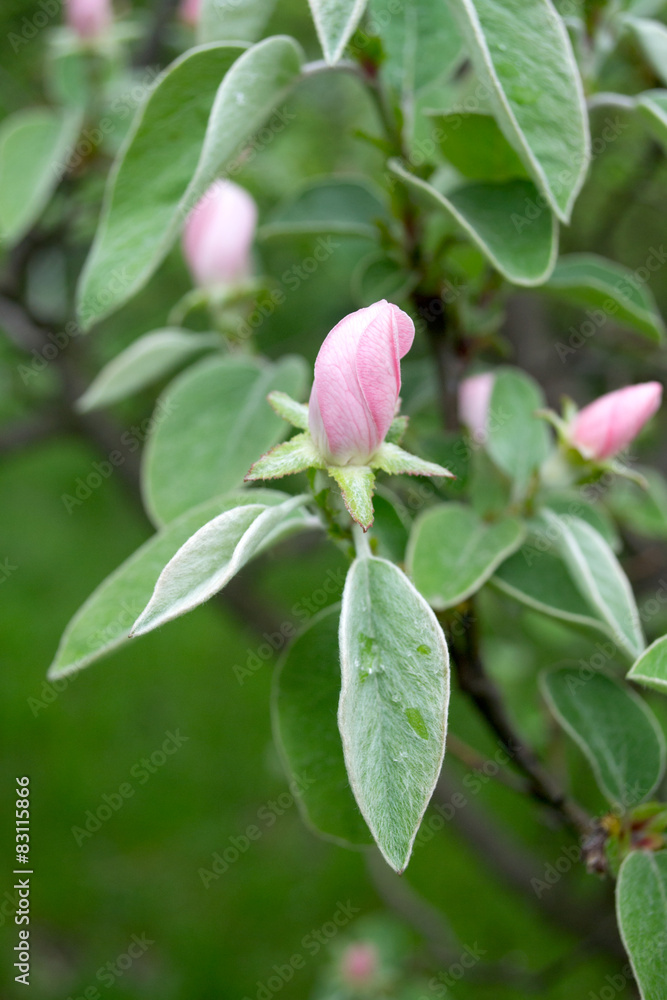 quince in blossom
