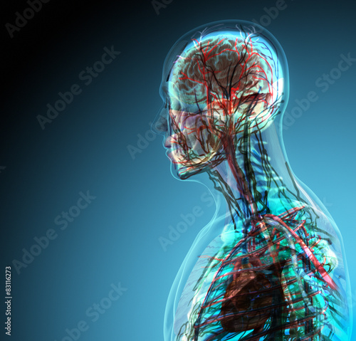 The human body (organs) by X-rays on blue background
