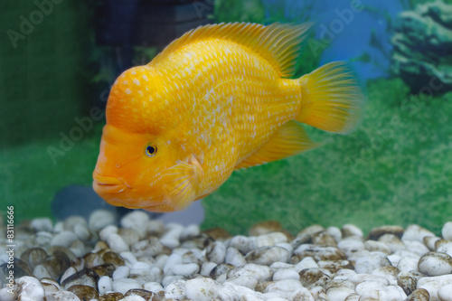  beautiful aquarium fish Amphilophus citrinellus photo