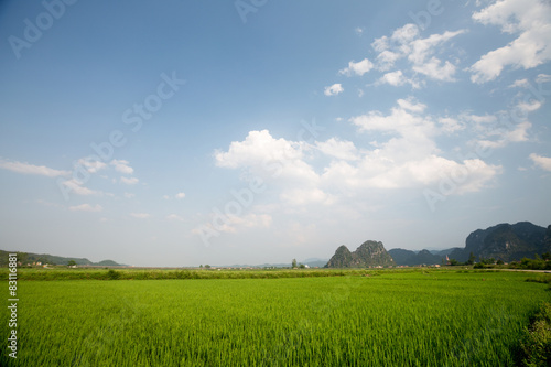 Rice field at sunny day