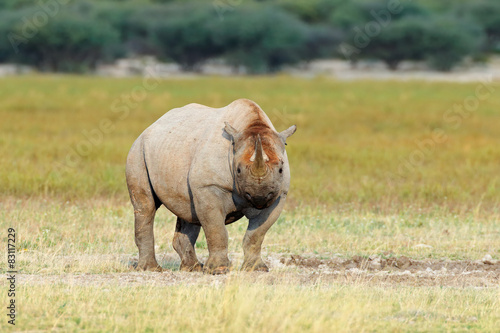 Black rhinoceros in natural habitat