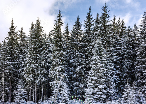 Fir-trees in winter