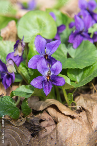 Fototapeta Naklejka Na Ścianę i Meble -  Forest violets closeup