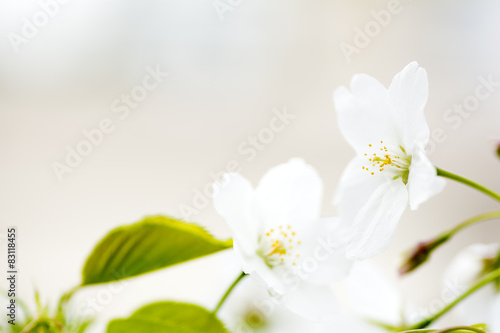 オオシマザクラの花のアップ