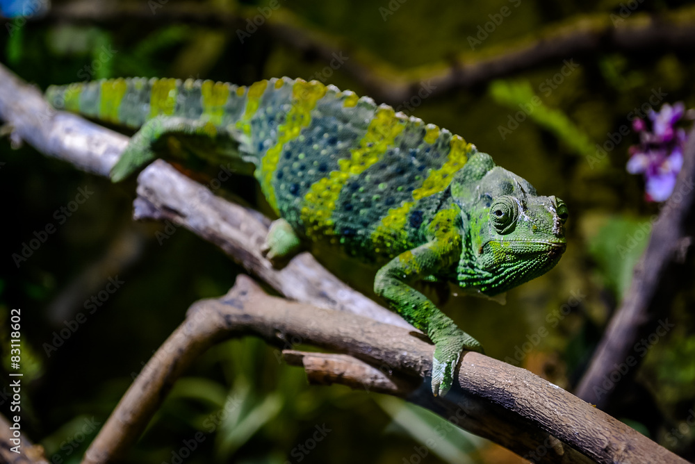 Fototapeta premium Meller's chameleon on a branch