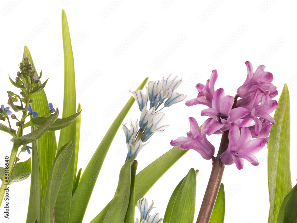 Fototapeta premium bright spring flowers and succulent leaves