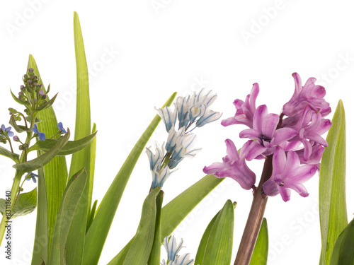 bright spring flowers and succulent leaves photo