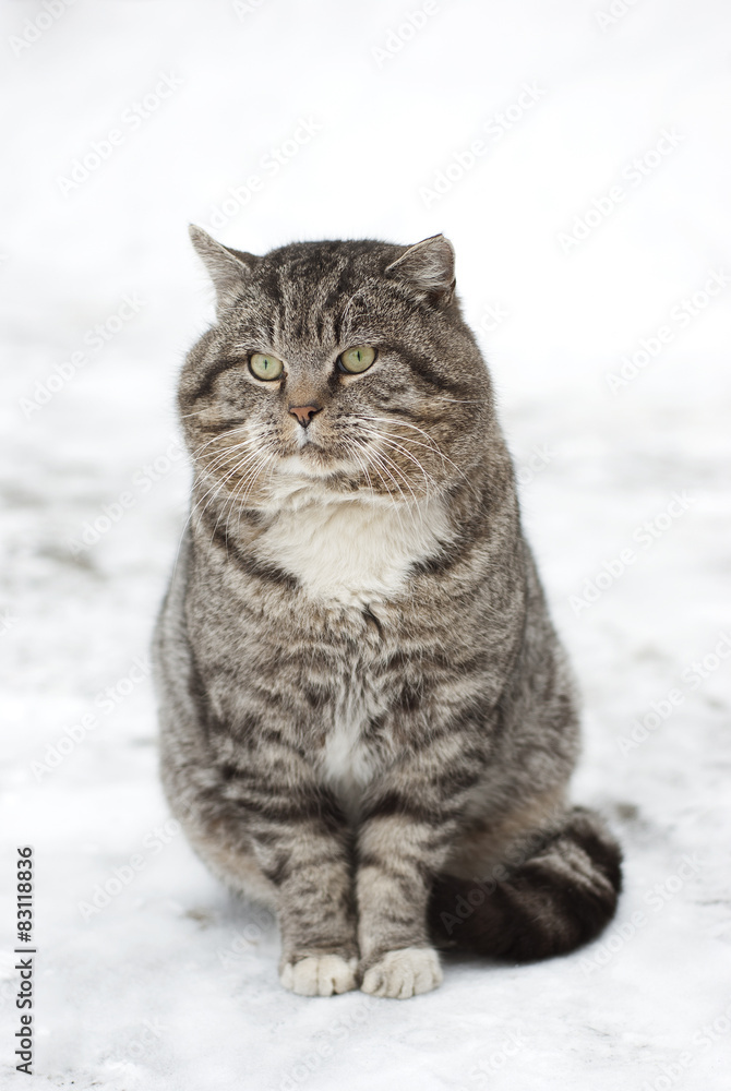 Large Gray Fluffy Cat Sitting in the Snow Large Gray Fluffy Cat Sitting in the Snow