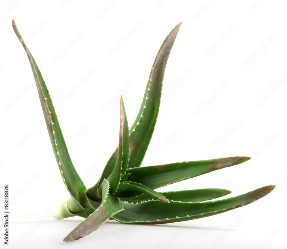 Fototapeta premium Aloe vera
