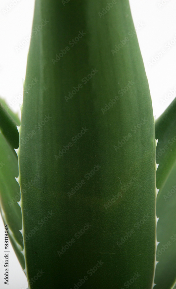 Obraz premium Aloe vera