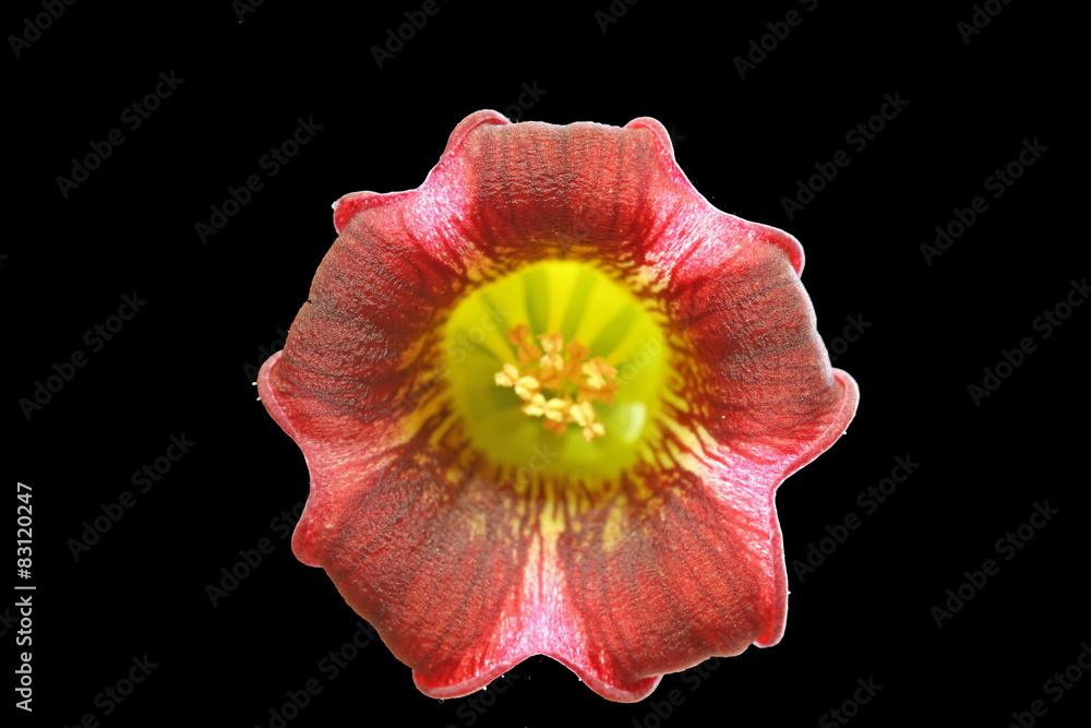 PFLANZEN_1627_Dickblattgewaechs_kalanchoe_tomentosa PFLANZEN_1627_Dickblattgewaechs_kalanchoe_tomentosa