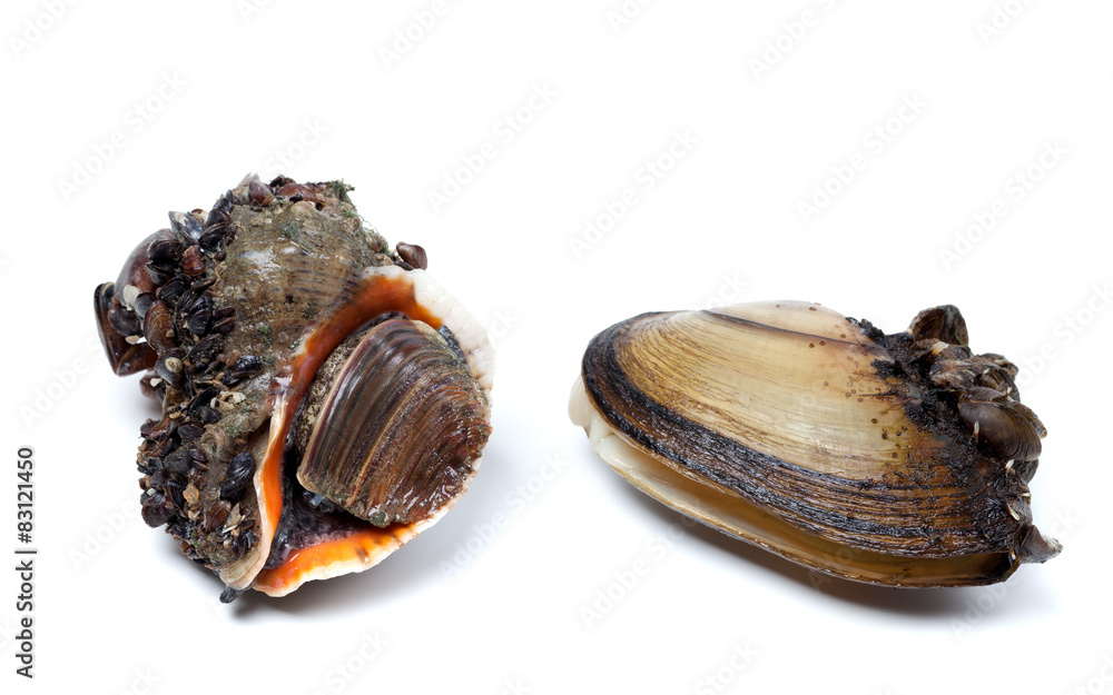 Veined rapa whelk and anodonta (river mussels) Veined rapa whelk and anodonta (river mussels)