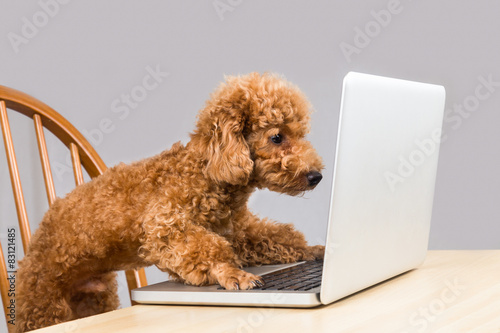 Smart brown poodle dog typing and reading laptop computer