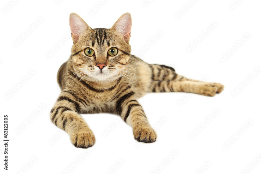 Obraz premium Piękny kot na białym tle