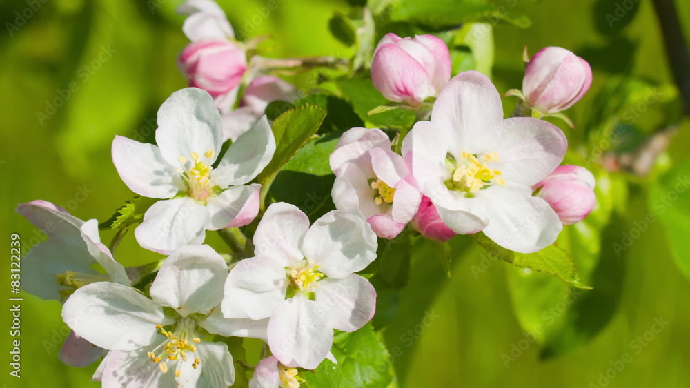 Apple beautiful blossoms Apple beautiful blossoms