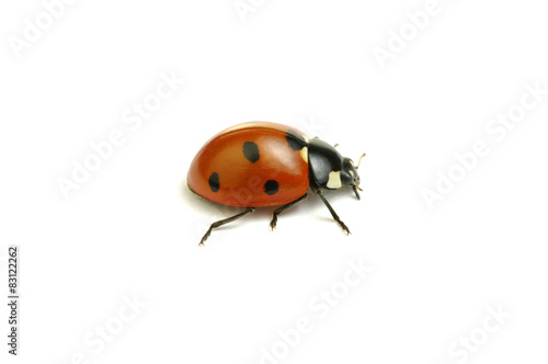 Ladybug © Alekss
