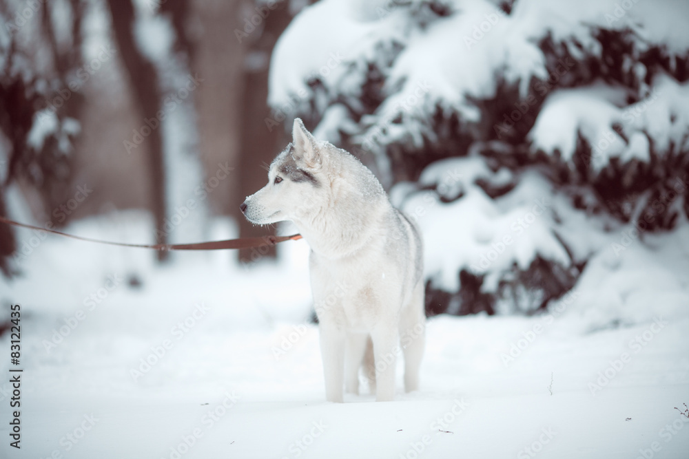 Obraz premium siberian husky