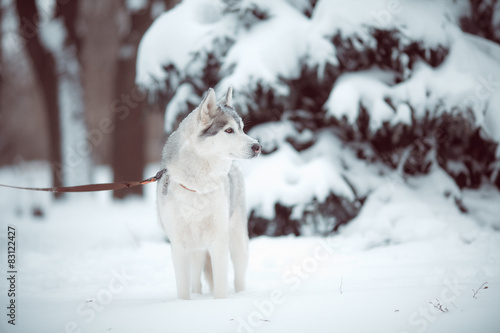 siberian husky