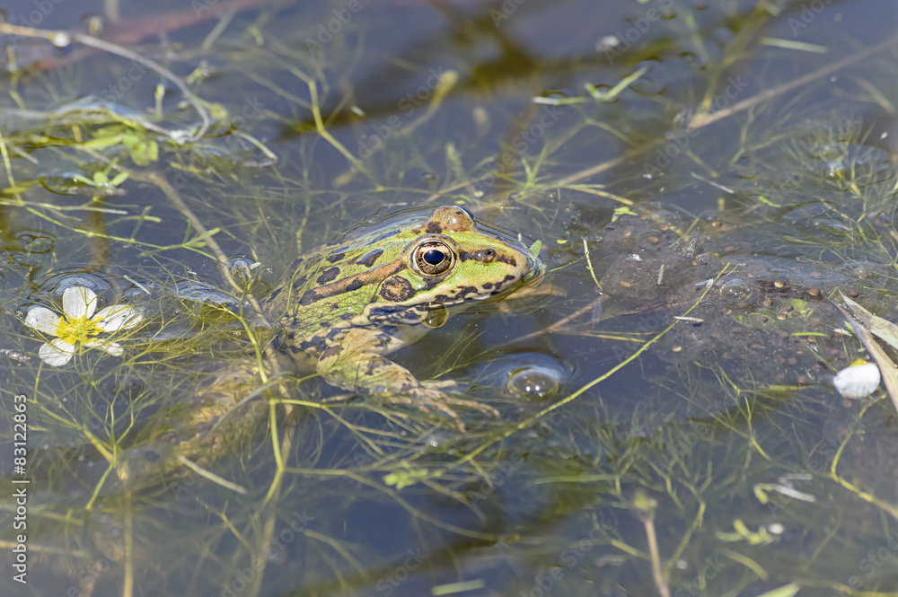 Beautiful green frog is at pond near to white and yellow flower Beautiful green frog is at pond near to white and yellow flower
