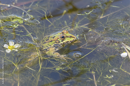 Beautiful green frog is at pond near to white and yellow flower