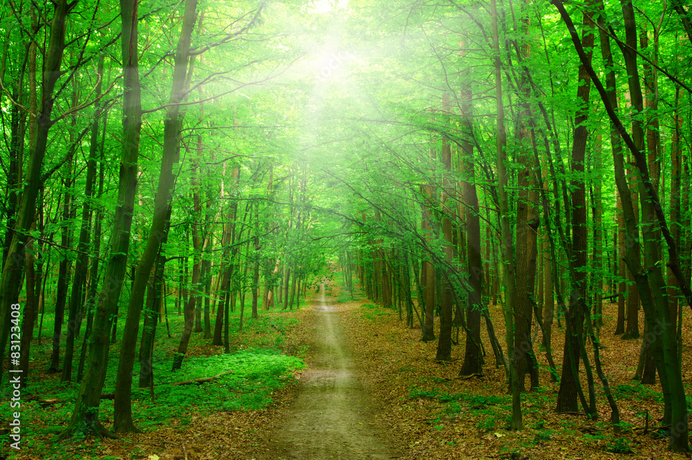 Obraz premium sunlight forest