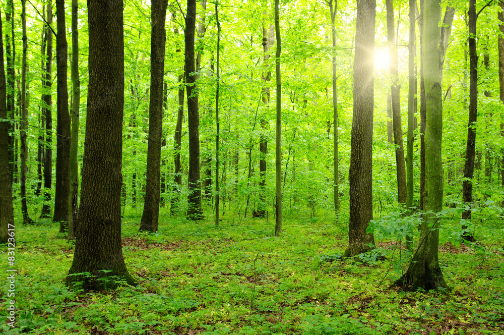 Naklejka premium las słońca